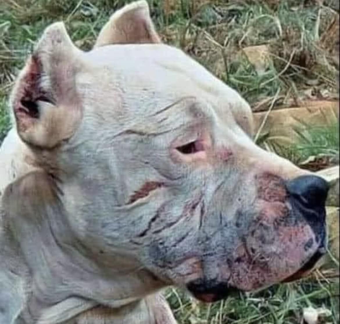 THIS is why you NEVER rehome a dog w/out PROPER VETTING! 🚨 Meet ICE.....a true survivor! A bait dog made to fight to stay alive! Fighting nearly every day, starved, beaten and made to be on a treadmill for hours! THIS is why you don’t just give your fur babies away because they