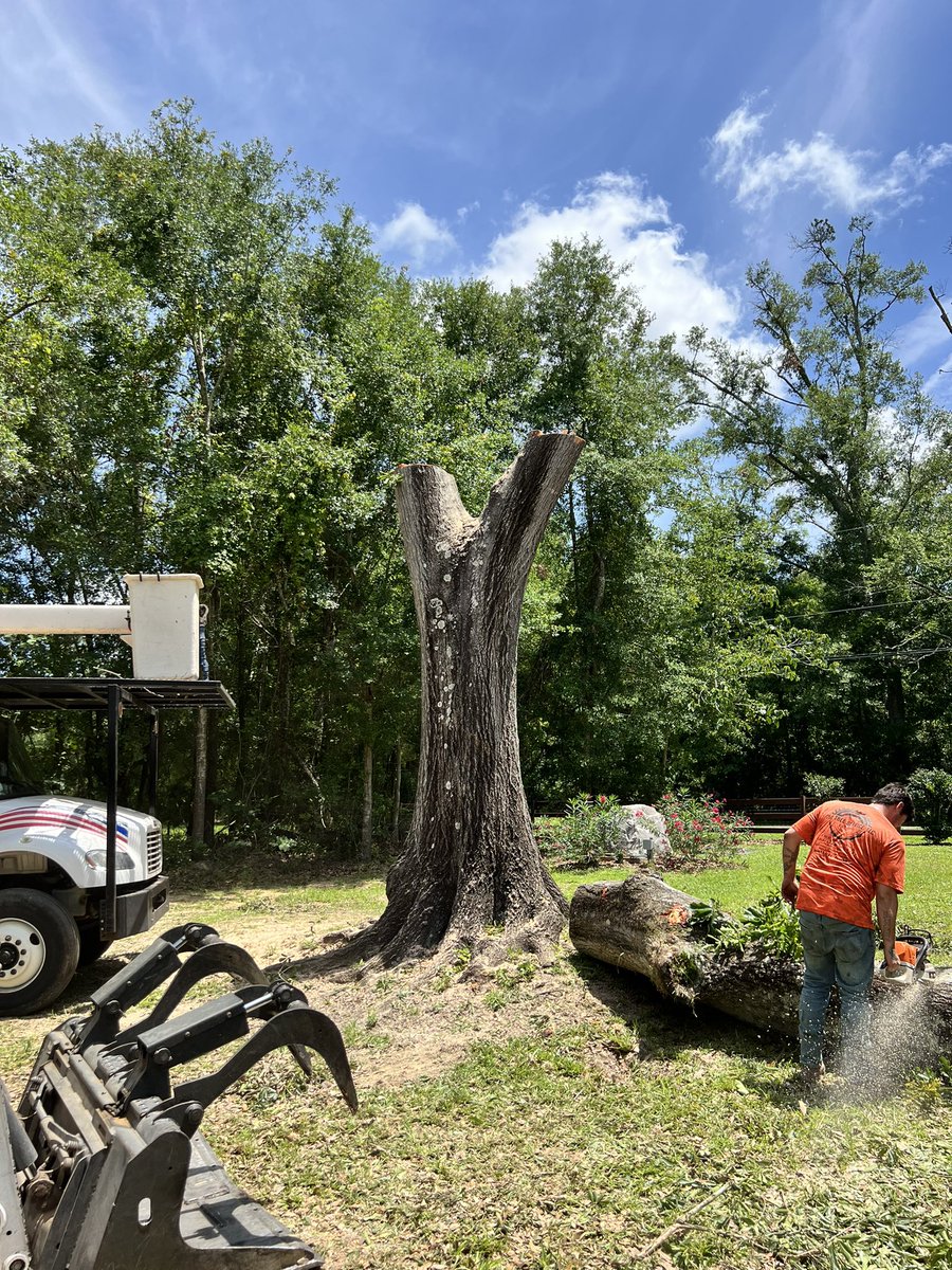 Letting them fly! 💪💪 #treework