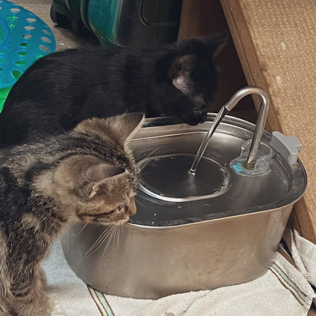 Gathering around the water cooler to spill the tea. #Jiffy #Orville #kittens #CatsOfTwitter