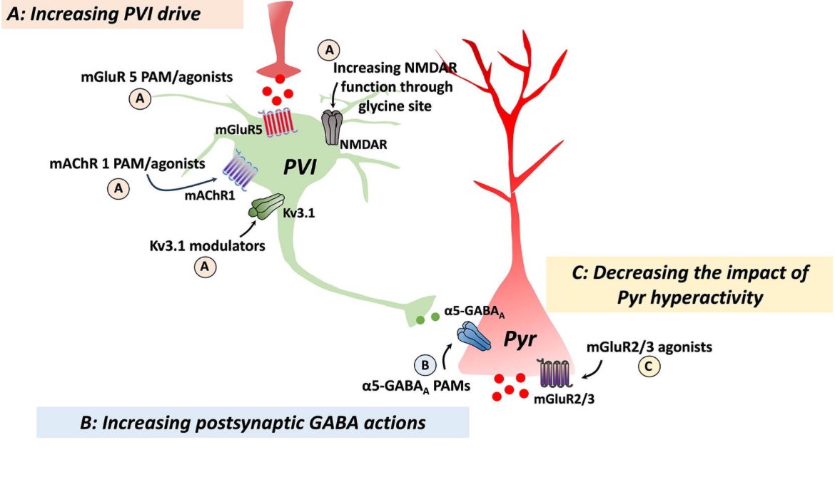 Felipe V. Gomes (@dr_gomesfv) on Twitter photo Check out our review paper about new targets to treat schizophrenia with a special focus on the excitatory-inhibitory balance! <a href="/InfantSaturn/">João Roberto Lisboa</a> <a href="/danilescan0/">Daniela Uliana</a> and <a href="/dopaminedr/">Tony</a>
sciencedirect.com/science/articl… Check out our review paper about new targets to treat schizophrenia with a special focus on the excitatory-inhibitory balance! <a href="/InfantSaturn/">João Roberto Lisboa</a> <a href="/danilescan0/">Daniela Uliana</a> and <a href="/dopaminedr/">Tony</a>
sciencedirect.com/science/articl…