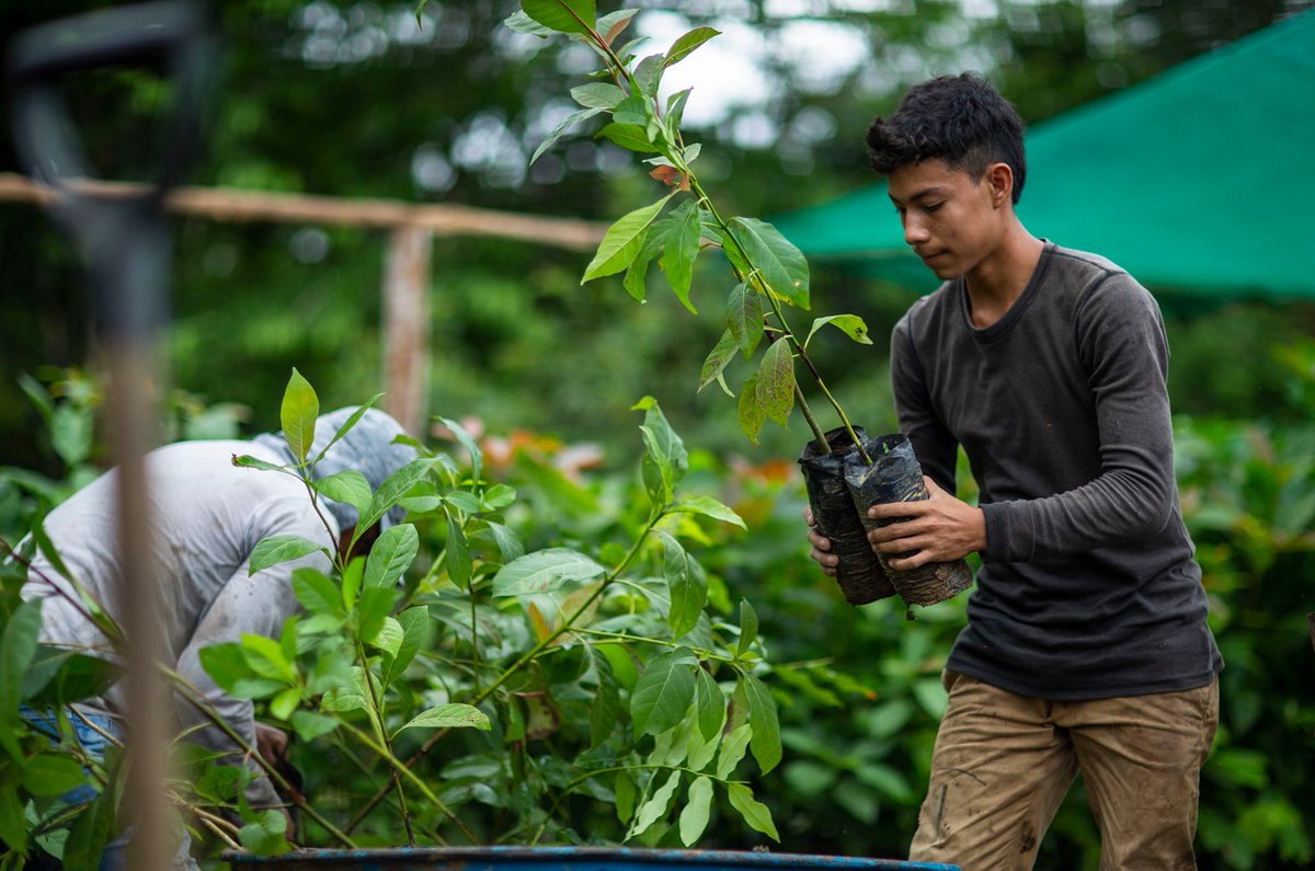 🔴 BUCK$ Sustainability Following the 1% for the Planet model, 2.5% of profits from all BUCK$ releases will be donated to @treefund_io, a web3 impact fund & @ShuflLabs initiative that has planted over 300k trees across 5 continents. Learn more: treefund.io 👇🦌