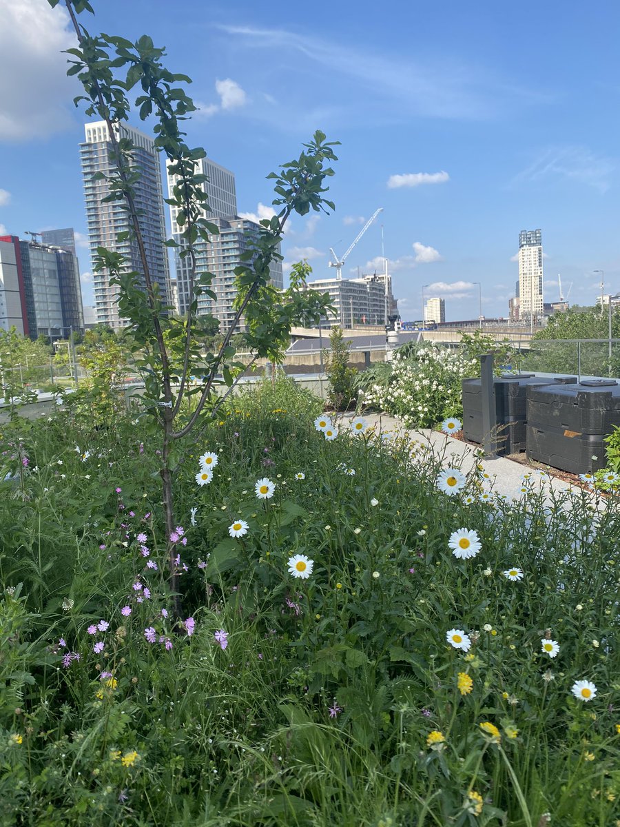 Kate E. Jones 🦇 (@profkatejones) on Twitter photo So pleased we launched <a href="/UCLCBER/">UCL Centre for Biodiversity & Environment Research</a> People&Nature seminar series with a fabulous and provocative talk from <a href="/NigelDunnett/">Nigel Dunnett</a> and opened our new Garden Lab - take a look at our edge AI biodiversity sensors - gardenlab.cetools.org <a href="/UCLEast/">UCL East campus</a> <a href="/CASAUCL/">UCL CASA</a> So pleased we launched <a href="/UCLCBER/">UCL Centre for Biodiversity & Environment Research</a> People&Nature seminar series with a fabulous and provocative talk from <a href="/NigelDunnett/">Nigel Dunnett</a> and opened our new Garden Lab - take a look at our edge AI biodiversity sensors - gardenlab.cetools.org <a href="/UCLEast/">UCL East campus</a> <a href="/CASAUCL/">UCL CASA</a>