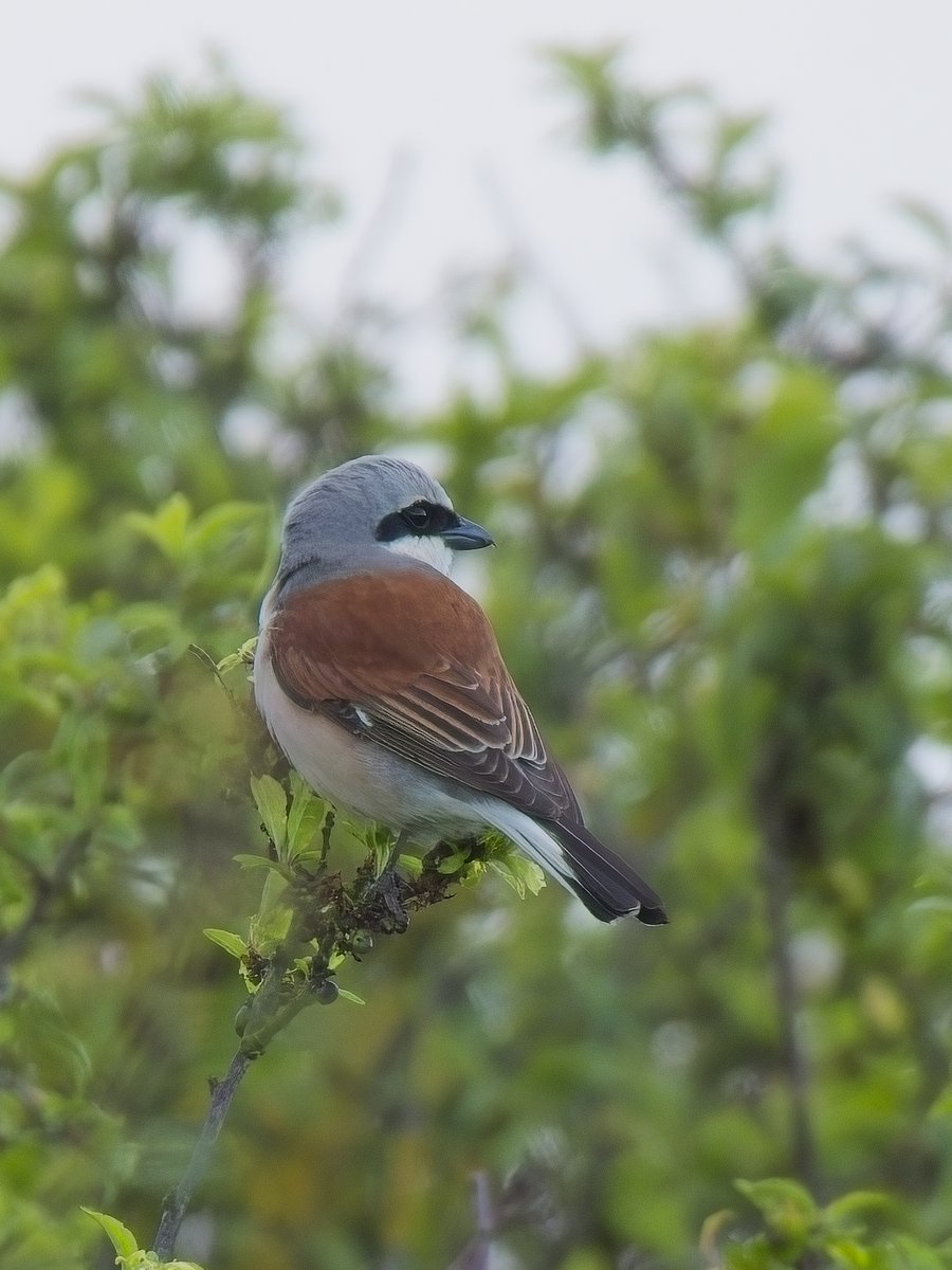 ThorpeMarshman's tweet photo. The quick mid-evening 5 mile "dash" to Lound was well worth the effort to watch this (typically) spectacular male Red-backed Shrike.  Not quite the deluge of records from further North so every local bird special. https://t.co/tEJlA6TokE