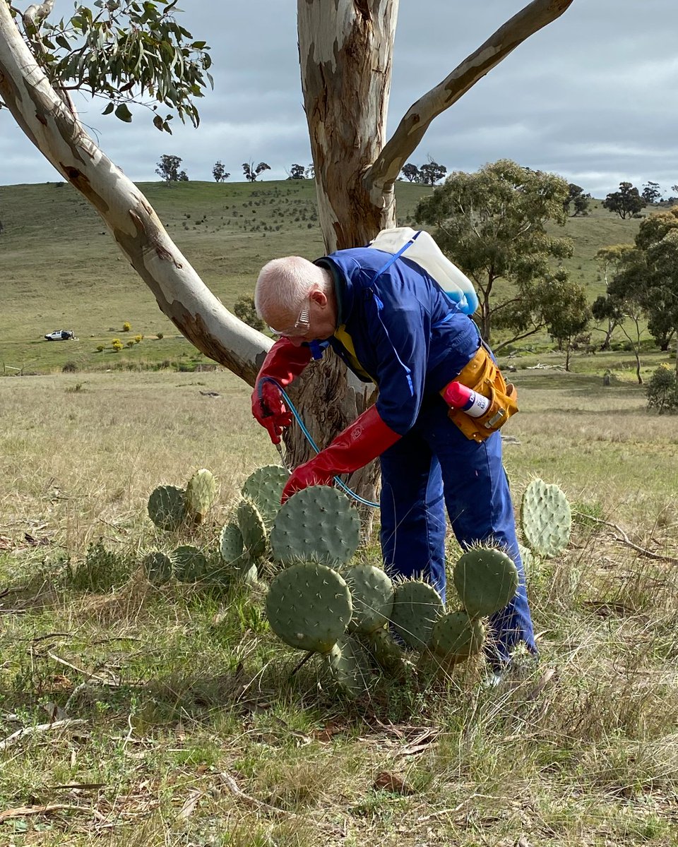 This National Volunteer Week, we’ve been reflecting on how integral our volunteers are to the work we do. In a new article featuring Jack & Marja, learn about the varied work of volunteers 👉 bushheritage.org.au/blog/something…