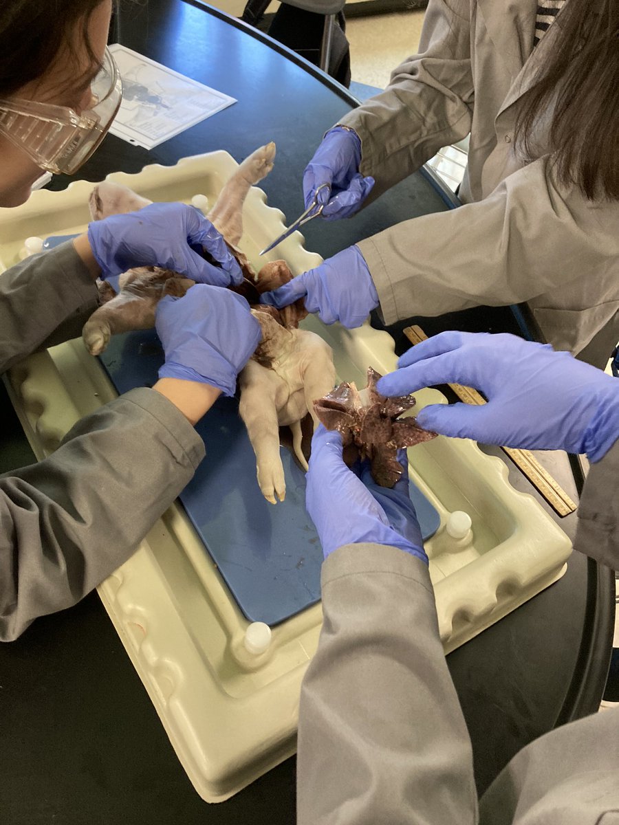 Stephen43974744's tweet photo. @HortzScience today’s day with Fetal pig Dissection! @GreeceCentral @GCSDsuper We acted as the Medical examiner for a crime at Frog Pond! https://t.co/HA7V6qdIvK