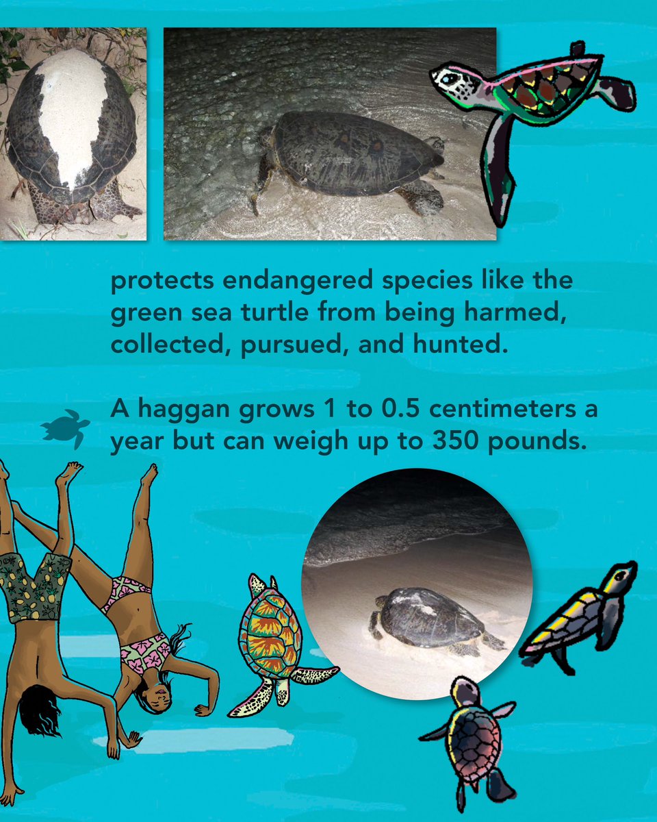 UOGPress's tweet photo. Happy World Turtle Day! 🐢 TODAY ONLY, receive 20% off “Tåsi, Tåno, and Pulan” and “Lina’la: Portraits of Life at Litekyan” at checkout on https://t.co/u3FTBU9DEm. https://t.co/TmZXOIAnzk