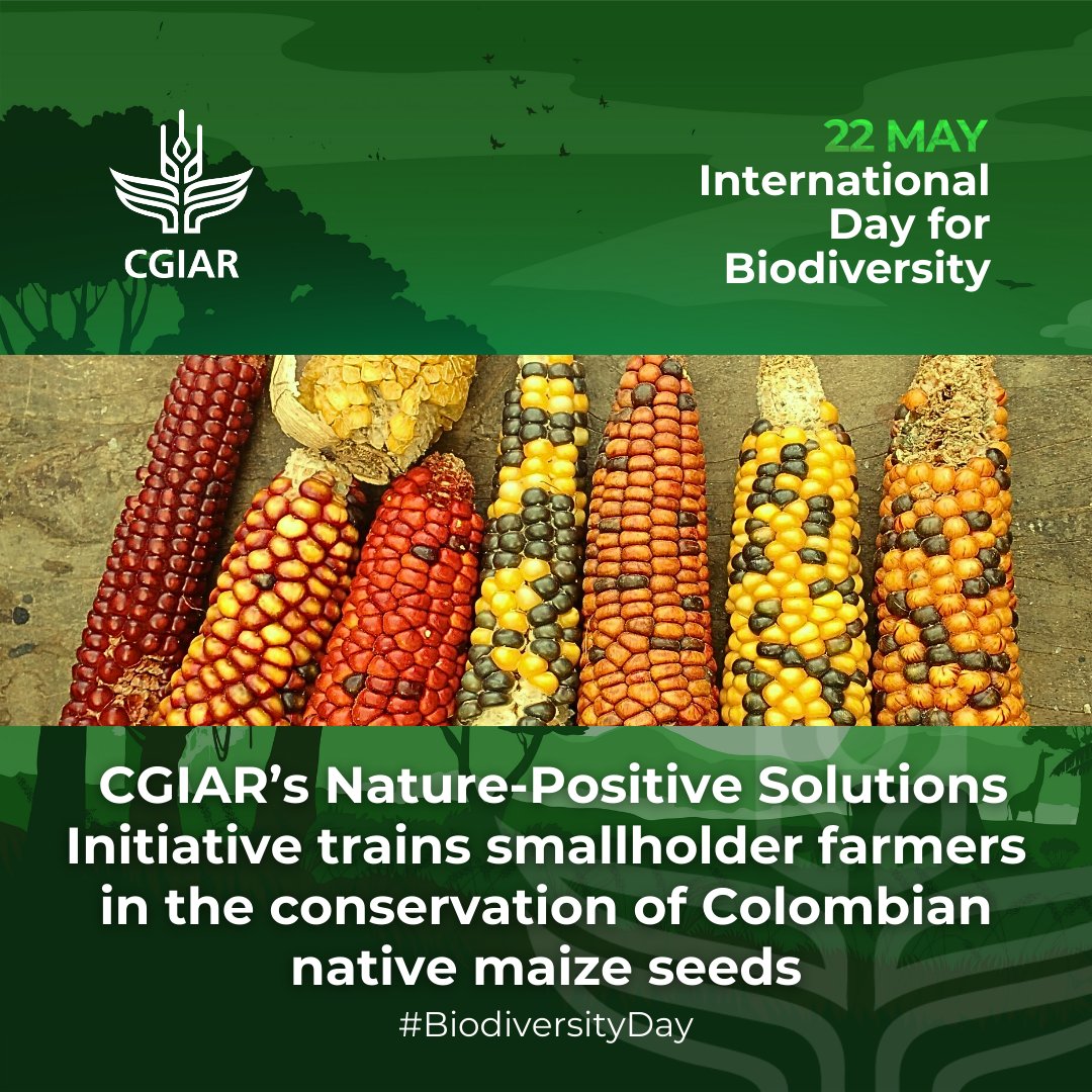 This International #BiodiversityDay, learn how Colombian smallholder farmers are preserving native maize seeds, enhancing agrobiodiversity, & promoting climate resilience. 

Discover what they’ve done:
bit.ly/4cz0CGs

#PartofthePlan #ForNature