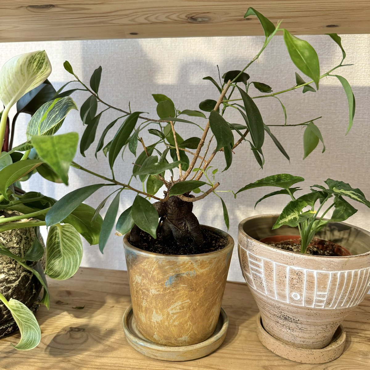 ガジュマル、剪定してもどんどん芽が出てきます。

#ガジュマル #ficusmicrocarpa #chinesebanyan #malayanbanyan #観葉植物 #新芽 #foliageplant #houseplants #greenplants #indoorplants #観葉植物のある暮らし #グリーンのある暮らし #緑のある暮らし #植物のある暮らし #鉢