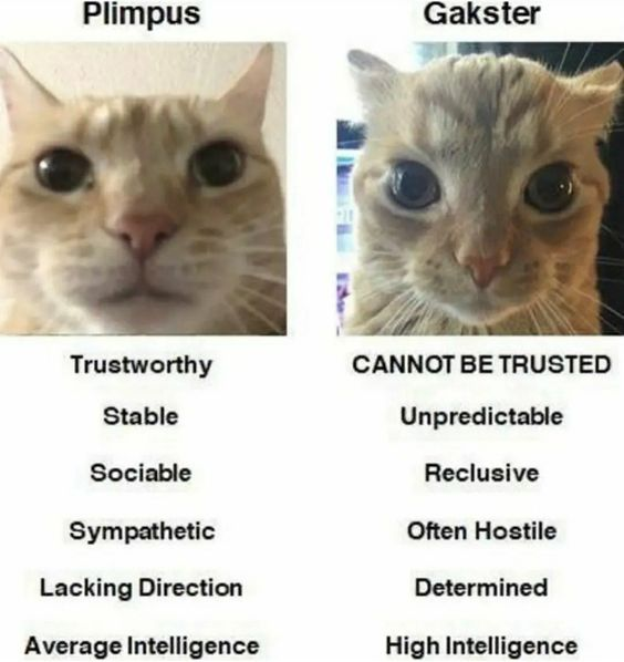 DontShowYourCat's tweet photo. you can only pick one https://t.co/C8dQCxCyyu