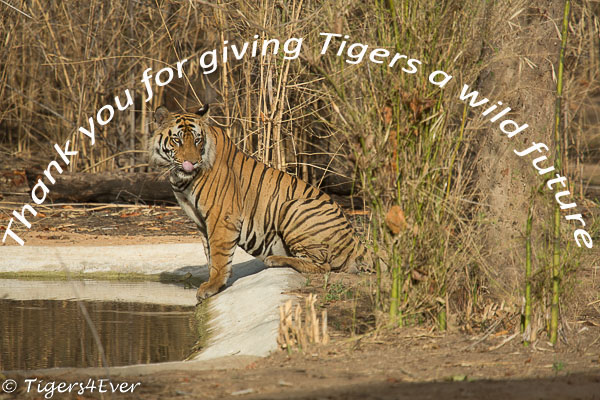 Thank you Serge for your kind monthly donation which will help us to pay an Anti-Poaching Patrol team to protect wild #Tigers for 12 days a year. #WednesdayThought globalgiving.org/projects/savin…