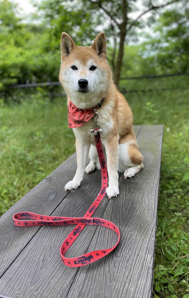 7_Nana83's tweet photo. おはようございます☁️
朝の73歩（ナナ散歩）です🐕➰💩🚶　自身の退院後3日目🏥　リハビリに付き合って貰ってます💦
オジと14歳のオバちゃんと仲良く😅 https://t.co/6xugCj6bIj