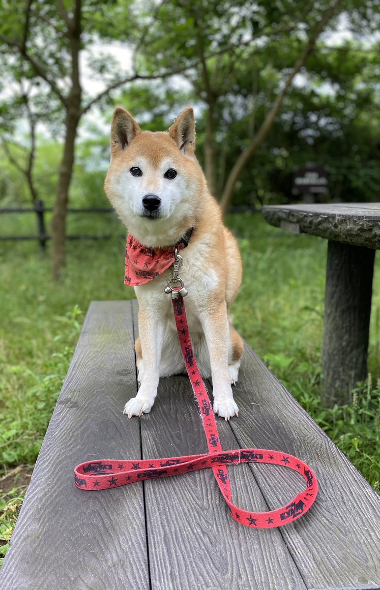 7_Nana83's tweet photo. おはようございます☁️
朝の73歩（ナナ散歩）です🐕➰💩🚶　自身の退院後3日目🏥　リハビリに付き合って貰ってます💦
オジと14歳のオバちゃんと仲良く😅 https://t.co/6xugCj6bIj