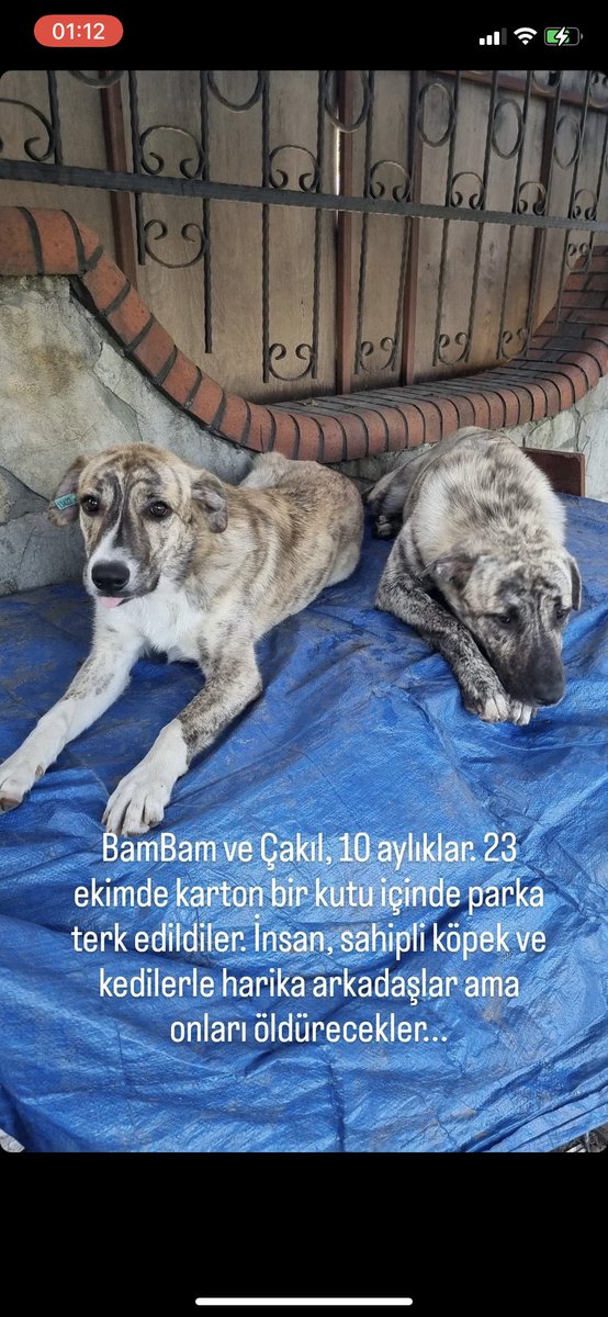 #sokakhayvanlarisahipsizdeğil #SokaktayımYanındayım