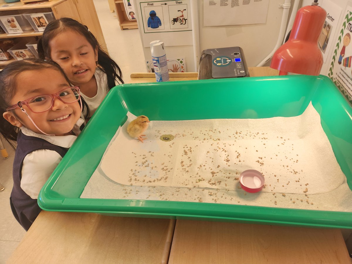 It's hatching season @24Q019 some adorable visitors popped out from their eggs this week 😍 🥰 @NYC_District24 @NYCSchools #love #early childhood #babies Thank you to our amazing teachers and Mr. Knapp for providing this experience to many!