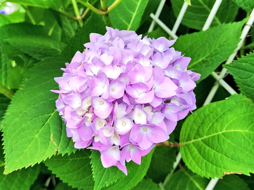 startline75's tweet photo. おはようございます🌼
紫陽花の季節が始まりました✨
朝ランしながら季節のお花をみるのが楽しい！
#朝ラン #朝活 #マラソン練習 https://t.co/txXnxvnPUq