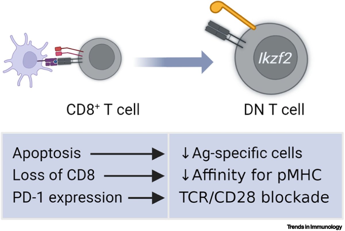 Opinion article alert <a href="/TrendsImmuno/">Trends in Immunology</a>: CD8 is down(regulated) for tolerance.

<a href="/jccrispin/">Jose C. Crispin</a>, <a href="/florerosetti/">florencia rosetti</a> from <a href="/autoinmunilab/">Crispín-Rosetti Lab</a> &amp; myself discuss the importance of CD8 T cell peripheral tolerance to curb #autoimmumity.

50-day free access for those interested: authors.elsevier.com/c/1j85O5Eb0Rxn…
1/