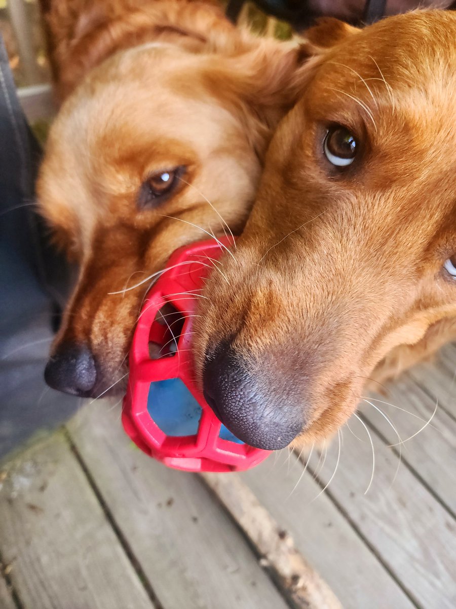 #ThrowbackThursday is going way back to this awesome picture taken about 15 minutes ago. #dogsoftwitter #goldenretriever