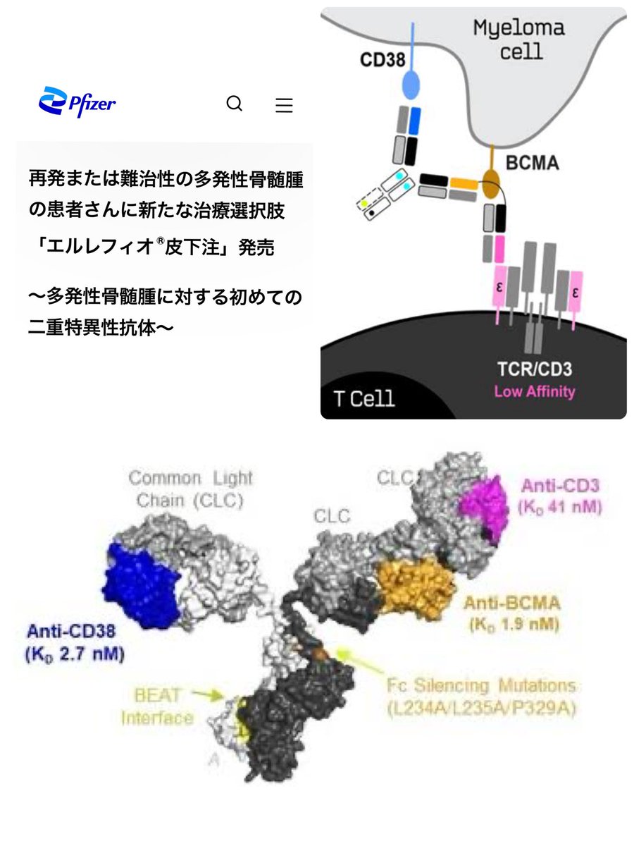 CD38抗体などの多発性骨髄腫治療薬の耐性に対する新薬としてファイザーからBCMA/CD3バイスペが登場🙌

個人的には他社のCD38/BCMA/CD3三重特異性抗体のほうにも期待してる

ただ惜しいのはCD38もBCMAも正常で発現してるから、もう1桁弱い抗体のほうが副作用は減るんだけどな🥺
pfizer.co.jp/pfizer/company…