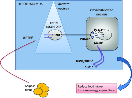 Everything you need to know about Alpha-MSH
(lots of studies)

α-MSH is a peptide produced from POMC by enzymatic cleavage

- It controls energy, appetite, and pigmentation.
- POMC stimulated by UV light switches it on. 

Where is it produced?
α-MSH is expressed mainly in the