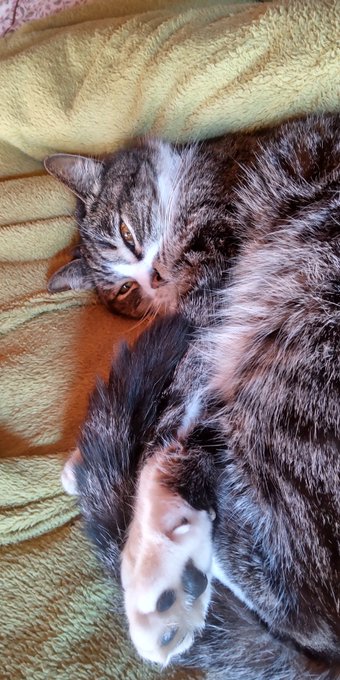 来月頭におれのオンナ🐈に会いに行ってきます 