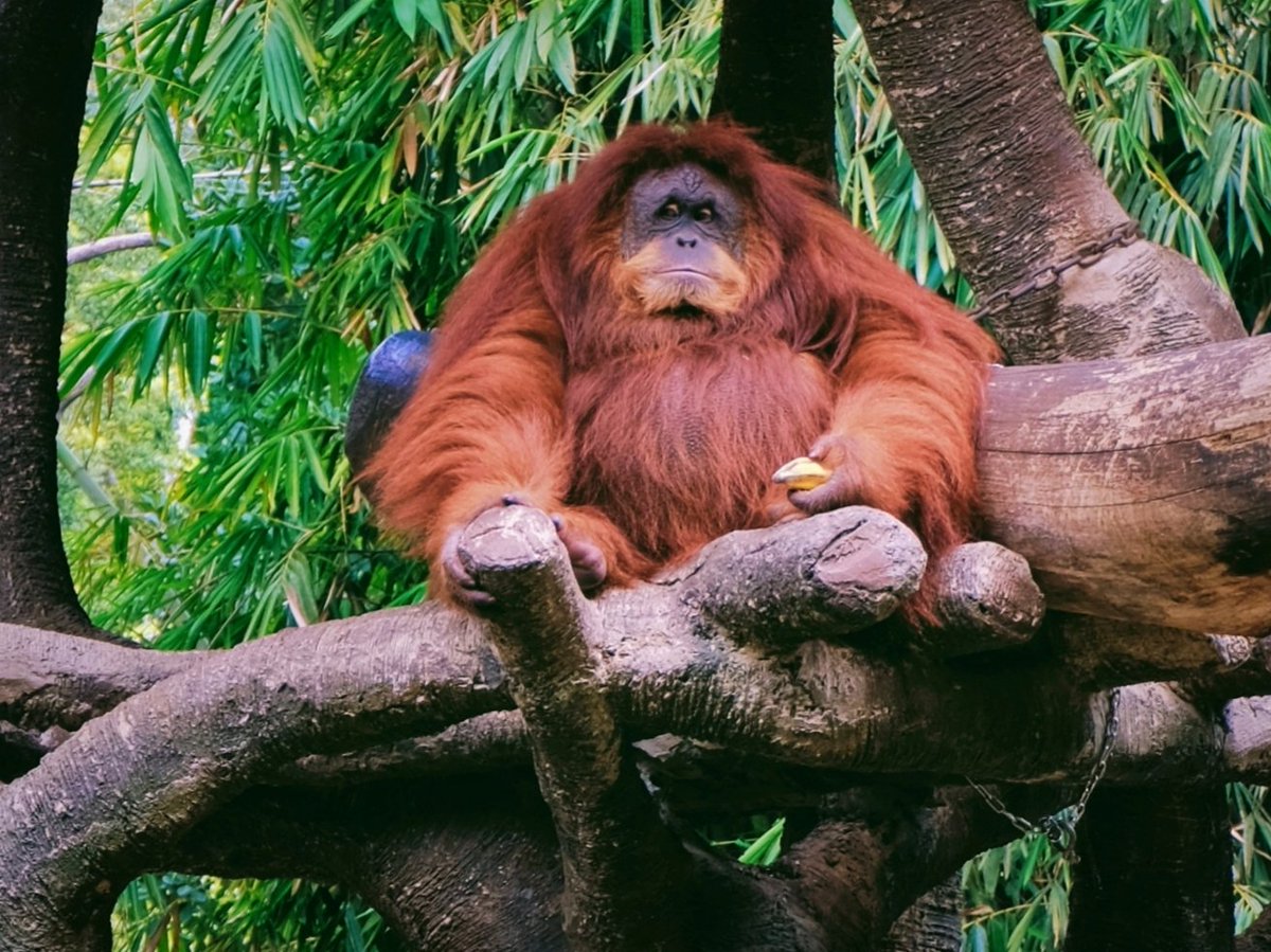 Orangutan in Malay means person of the forest. There are 3 species: Borneo, Tapanuli and this one, Sumatran. The indigenous Dayak people tell an old legend that it was originally human who pretended unable to speak and climbed up trees to escape having to work.
#WildlifeWednesday