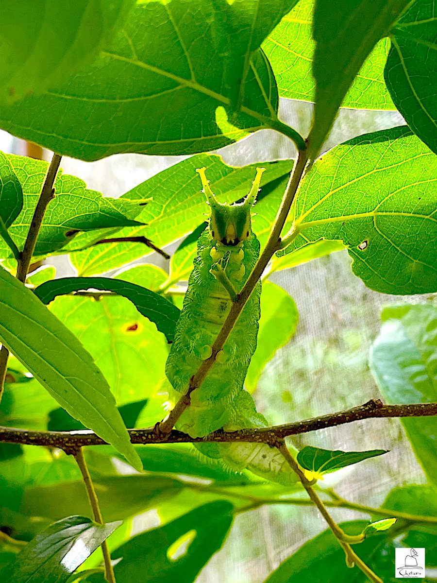 🌱ᴅᴀɪʟʏ ᴅᴏꜱᴇ ᴏꜰ ᴄᴀᴛᴇʀᴘɪʟʟᴀʀꜱ!🌿 (@daylypillars) on Twitter photo 