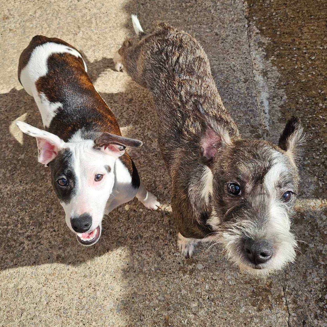 Please retweet to help find this unnamed bonded piar find a home together #SHEFFIELD #YORKSHIRE #UK BONDED PAIR AVAILABLE FOR ADOPTION FROM A COUNCIL POUND✅Terrier sisters, sadly now in a council pound after being thrown out of a car Please share to help find them a wonderful