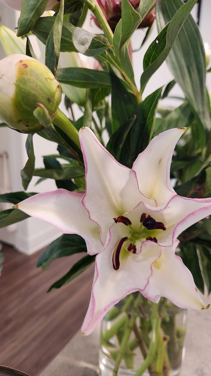 Guysssss...my babies are blooming nicely!  And it smells soooo beautiful in my house!!! 🥹💕💗🌸🌸💐

Happy Wednesday, Tweetifuls 🥰

#simplethings #flowerpower #lovelanguage #nofilter #happy #Wednesday