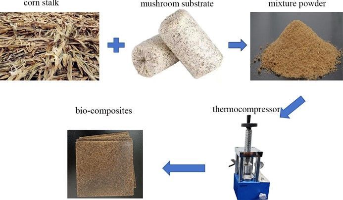 BioResJournal's tweet image. #Research on #Formaldehyde-free #bio-composites based on Pleurotus ostreatus substrate &amp;amp; #cornstraw waste

buff.ly/3WTmCqa

#BioResJournal #OpenAccess #biocomposite #mechanicalproperties #biomass #mycelium #adhesives #waterresistance