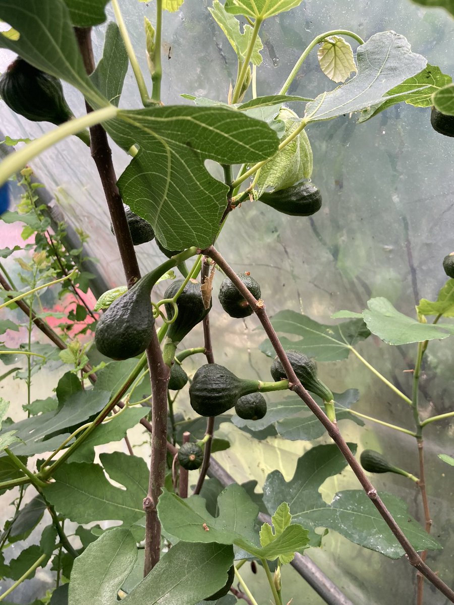 Rouge de Bordeaux figs coming along nicely in the polytunnel