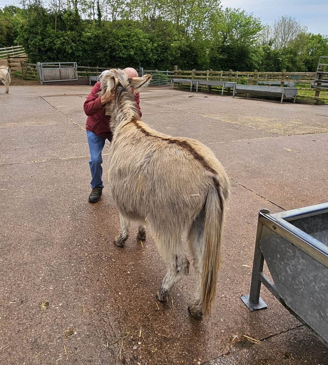 This man's job (he's a volunteer actually) is, amongst lots of other things, to hug donkeys & talk to them softly. His name is Dave, I want to be Dave! 🥰🫏❤️ @DonkeySanctuary