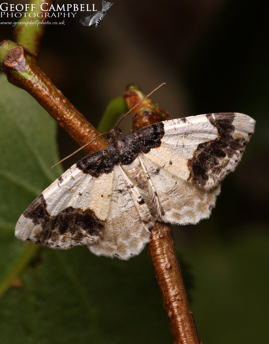 Scorched Carpet (Ligdia adustata)Fermanagh, May 2024. A new species for me. This is a scarce moth in Ireland and was the species I hoped to see on a recent camping trip out west, so pleased to see three individuals. #moths #mothsmatter @BCNI_ @UlsterWildlife @savebutterflies