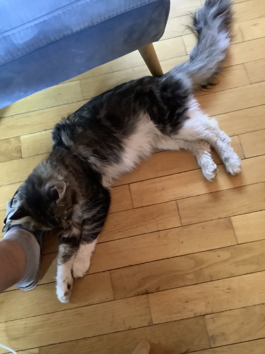 vv2071958's tweet photo. Tak už nemám kocoura Jonáše 😢. Při vystupování z auta u veterináře byl jeho strach z bílého pláště a děs z auta tak velký, že vyrval dvířka od přepravky a po krátké honičce zmizel v okolních zahradách. Kdyby na něj někdo ve #slany narazil, dejte sem vědět. #ztratilsekocour https://t.co/lZgKJtEVzA