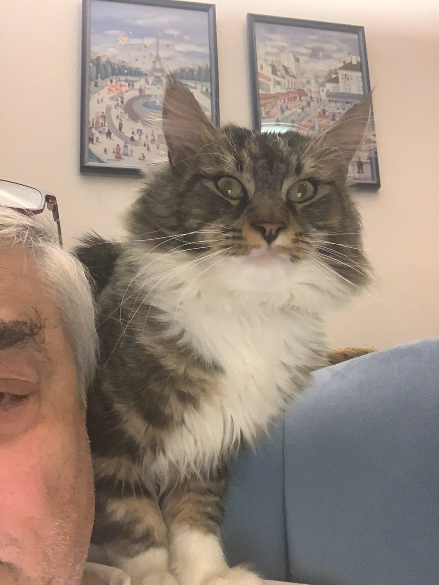 vv2071958's tweet photo. Tak už nemám kocoura Jonáše 😢. Při vystupování z auta u veterináře byl jeho strach z bílého pláště a děs z auta tak velký, že vyrval dvířka od přepravky a po krátké honičce zmizel v okolních zahradách. Kdyby na něj někdo ve #slany narazil, dejte sem vědět. #ztratilsekocour https://t.co/lZgKJtEVzA