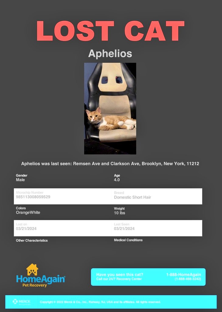 📢🆘️🇺🇸🗽😿Please RT to find Aphelios #NYC #missingcat #lostcat #Brooklyn #CatsOfTwitter #CatsOfX @HAPetRescuer
