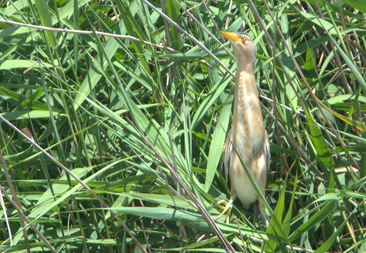 El otro día en <a href="/deltallobregat/">Delta del Llobregat</a> vimos esta Ave que nos encantó¡¡¡¡ alguna idea de su nombre? 
#bird #ave #pajareando  <a href="/SEOBirdLife_Cat/">SEO/BirdLife Catalunya</a> #remolar