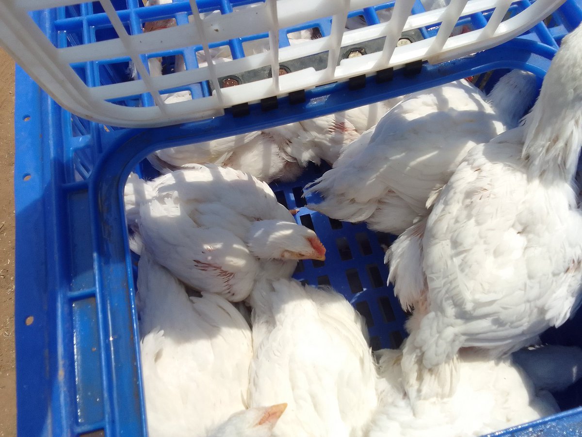 MrChickenEnter1's tweet image. Surely a failed business can be a great foundation for the next generation. Because I now believe that if i had a history of such, i would have worked on ways to avoid repeating same mistakes. But now that i am a foundation, price to be paid is huge. But I will Farm.