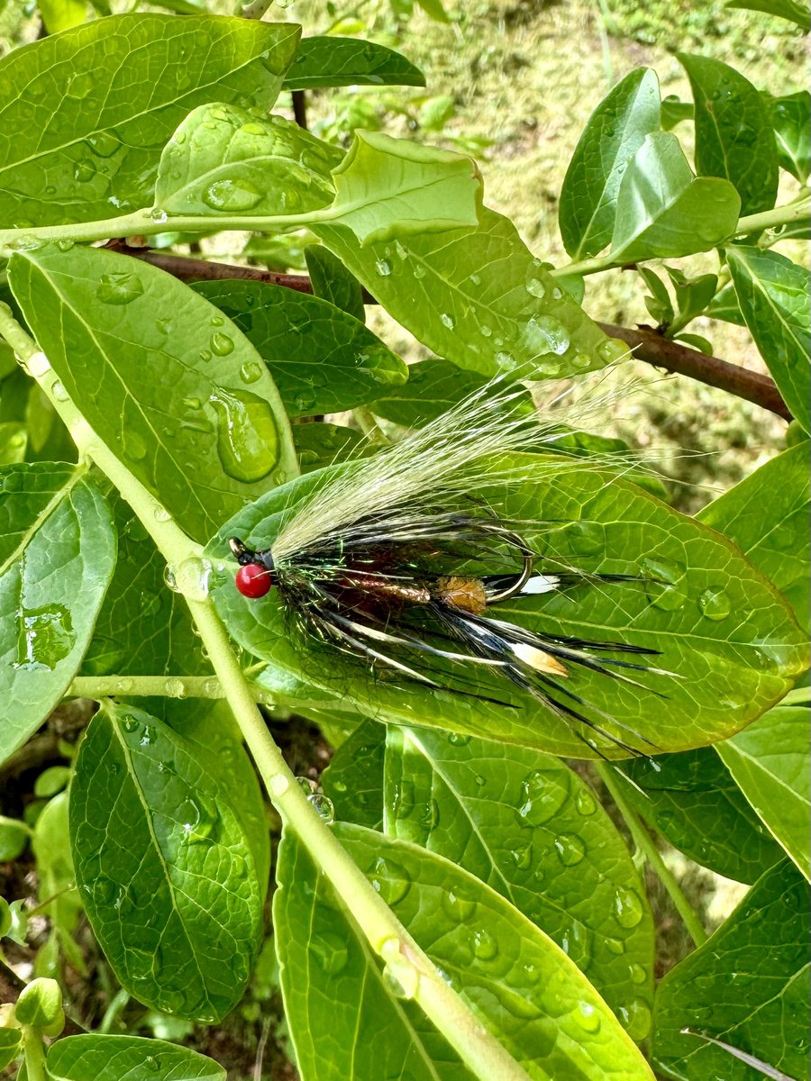 modfisherman's tweet photo. Micro intruder for trout spey! Super fun fly to tie! #flytying #flyfishing https://t.co/nYLUKSIu5N