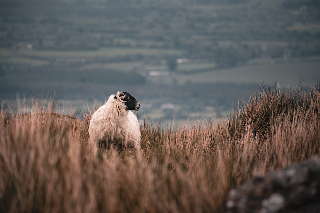 Comeragh sheep have the best views in the county.  #waterford