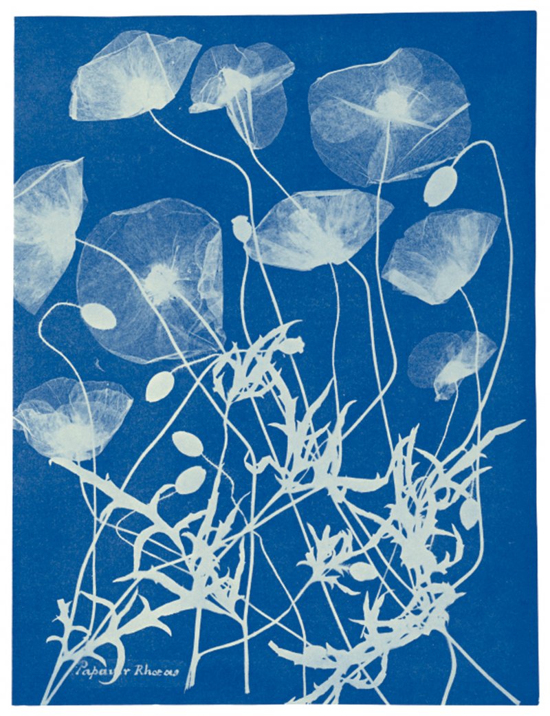 Anna Atkins (1799-1871) combinó sus conocimientos botánicos con sus habilidades artísticas para la cianotipia (un proceso fotográfico caracterizado por tonos azules). Es la primera científica fotógrafa y autora del primer libro fotográfico de la historia...