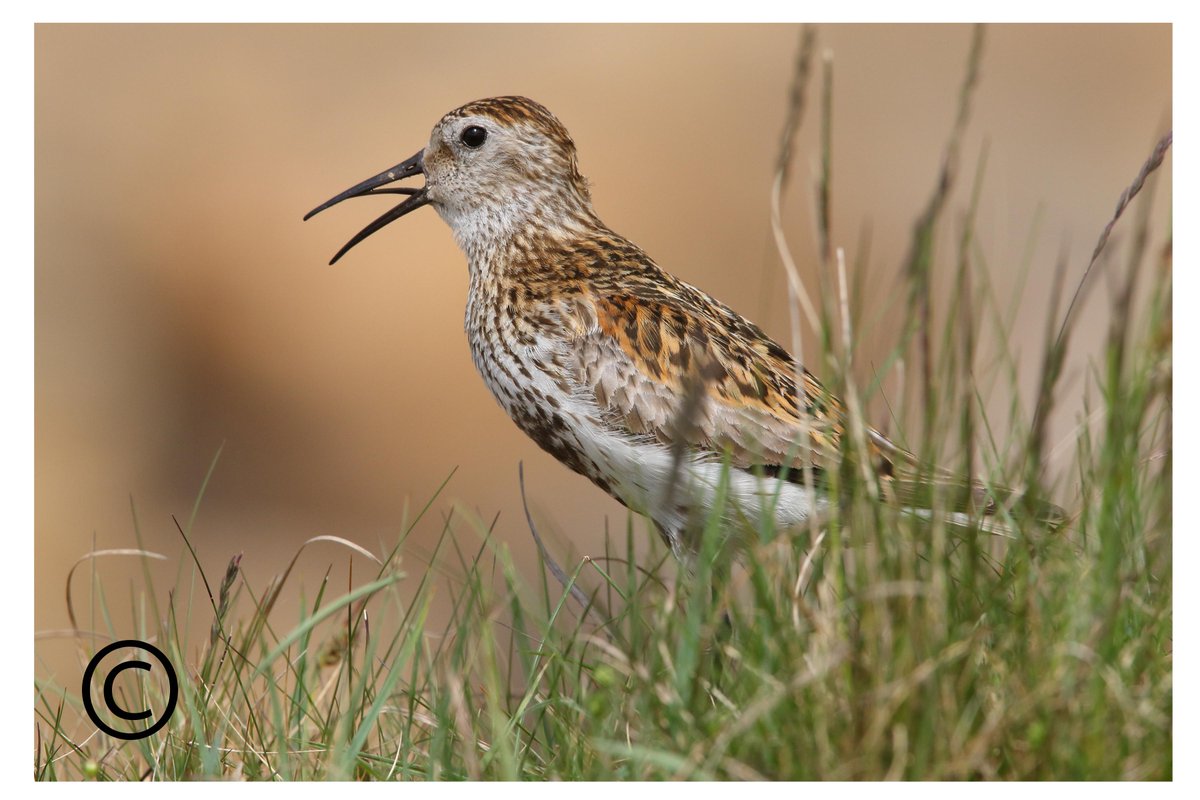 Dunlin, an archive picture from the Pennines a few years ago