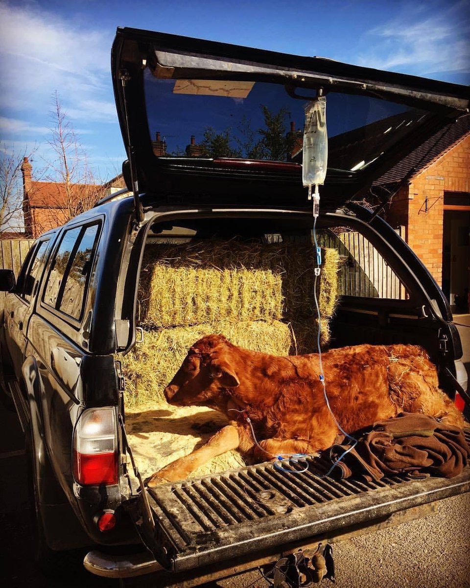 This farmer’s passion for his livestock’s health is on another level! 👏 👏 📸 Lianne Salt