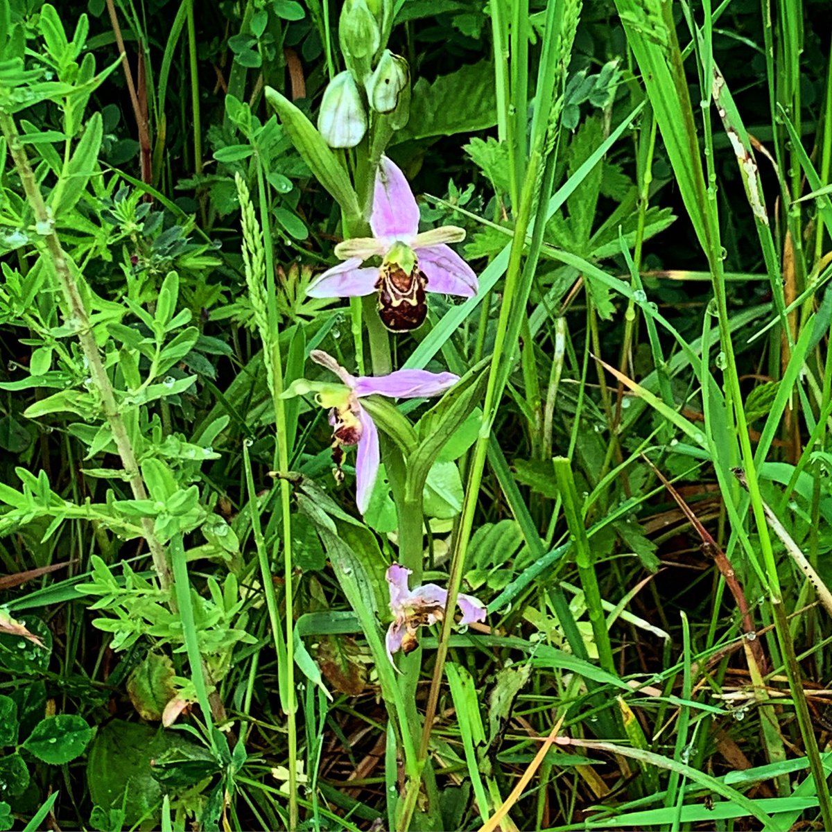 We could not Bee 🐝 more excited at #LoveLaneGreen. All the hard work from our #volunteers has paid off and today while out walking at the green one of our friends found our very first recorded #BeeOrchid. 

#biodiversityday