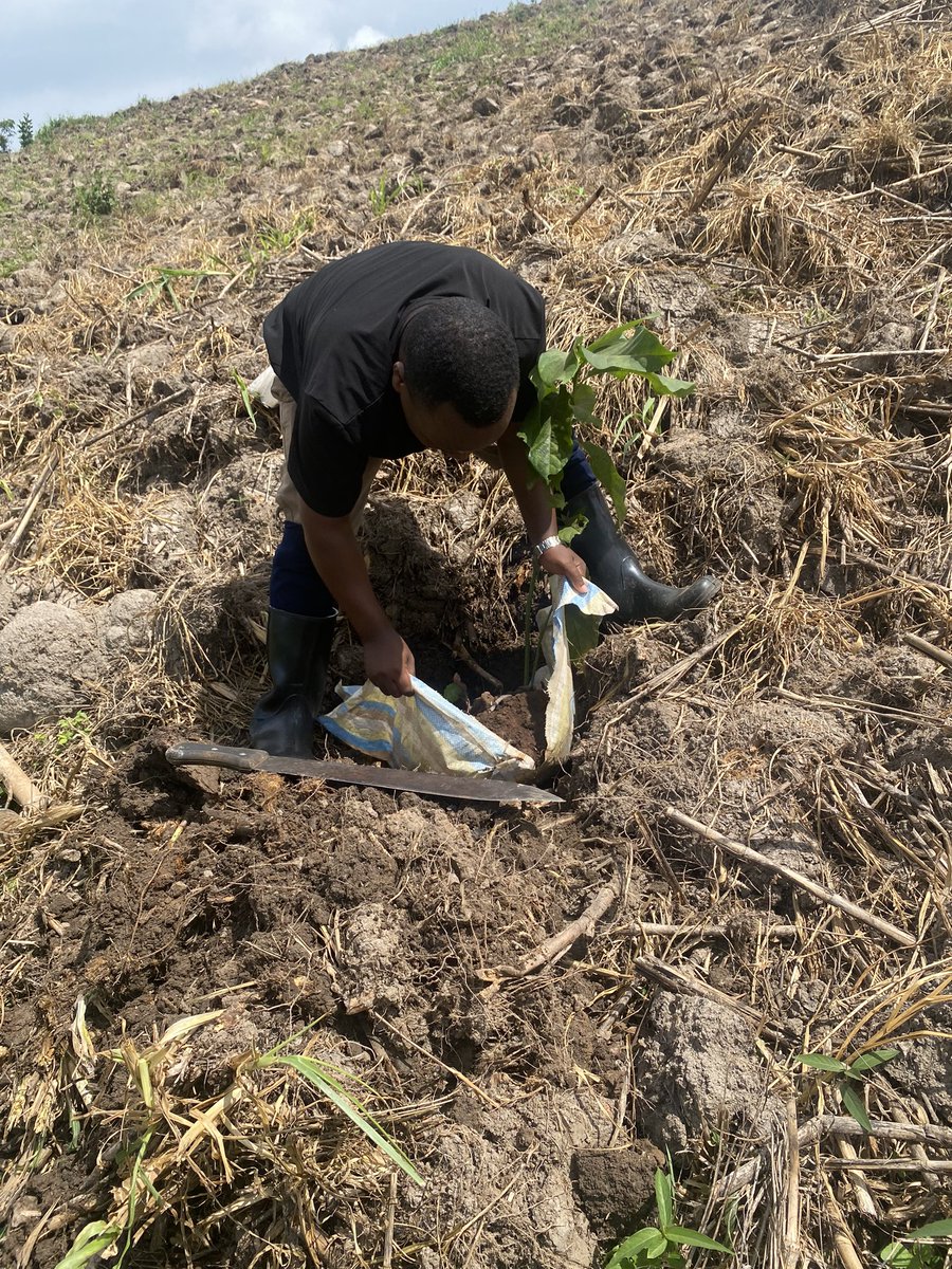 WogemU's tweet photo. Fruit trees are more important in curbing #greenhousegasemissions . This will not only contribute to #Climatejustice but also used for #Foodsoverienity in our communities. #AdaptorDie .
#COP29 #SB60 @PowerShftAfrica @GreengrantsFund @WGC_Climate @TheWIPCentre https://t.co/rVrEUd4djf