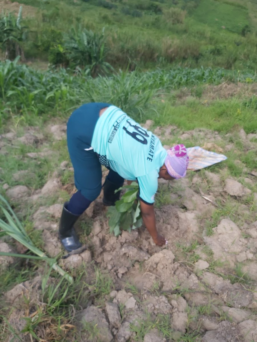 WogemU's tweet photo. Fruit trees are more important in curbing #greenhousegasemissions . This will not only contribute to #Climatejustice but also used for #Foodsoverienity in our communities. #AdaptorDie .
#COP29 #SB60 @PowerShftAfrica @GreengrantsFund @WGC_Climate @TheWIPCentre https://t.co/rVrEUd4djf