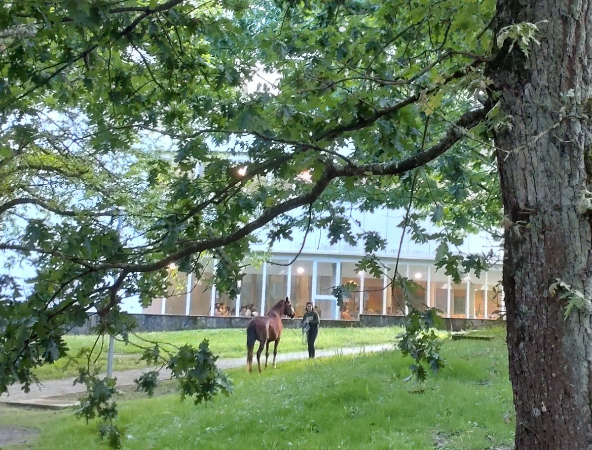 Saír da facultade e atopar unha besta na carballeira do @CampusTerraUSC, a carón da Intercentros. O día xa pagou a pena Cousas que pasan en #Lugo.