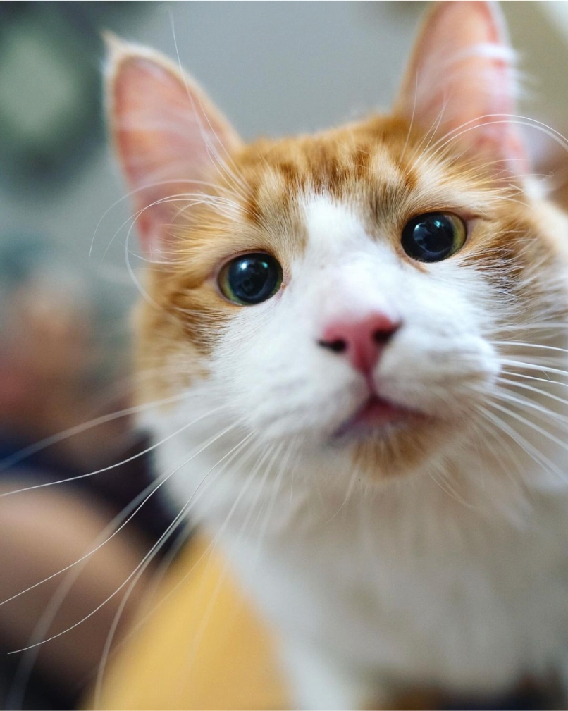 atlantapetlife's tweet photo. Happy Whisker Wednesday! ๐ฑโจ Check out these amazing whiskers! Wishing everyone a pawsitively amazing day in Atlanta! ๐
๐ธMoriarty Momo
#WhiskerWednesday #MajesticWhiskers #ATLpets #AtlantaPetLife #CatLovers #PawsomeDay https://t.co/uEtXs6mwFs