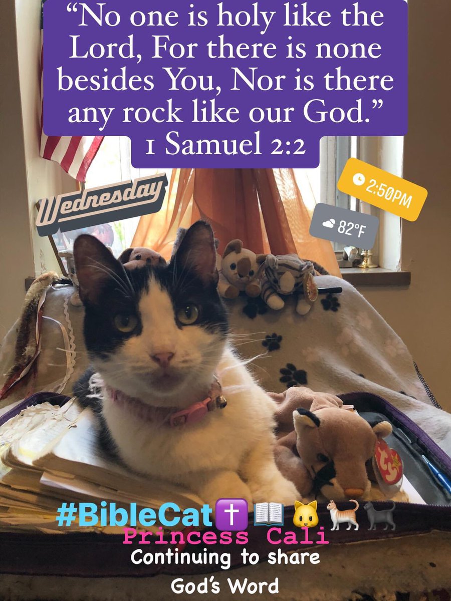 BibleCat✝️📖🐱🐈
#BibleCat
#JesusLovesYou