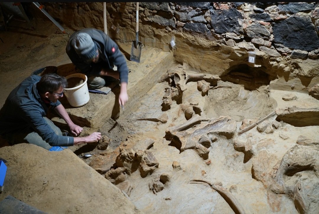 Barbara Horejs (@barbarahorejs) on Twitter photo New exciting finds by our quaternary archaeologists <a href="/oeai_oeaw/">Österreichisches Archäologisches Institut</a>! Dense layers of 3 mammouths, tools & charcoals from c 40-30ka in lower Austria. Congrats to H. Parow-Souchon & Th. Einwögerer 😊 <a href="/oeaw/">Austrian Academy of Sciences</a> #pleistocene <a href="/HeasVienna/">HEAS Vienna</a> New exciting finds by our quaternary archaeologists <a href="/oeai_oeaw/">Österreichisches Archäologisches Institut</a>! Dense layers of 3 mammouths, tools & charcoals from c 40-30ka in lower Austria. Congrats to H. Parow-Souchon & Th. Einwögerer 😊 <a href="/oeaw/">Austrian Academy of Sciences</a> #pleistocene <a href="/HeasVienna/">HEAS Vienna</a>