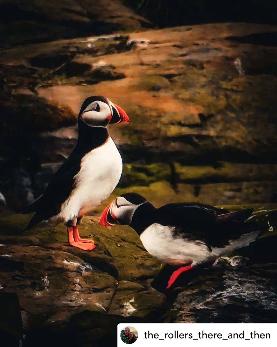 Who has seen the puffins yet? @the_rollers_there_and_then Majestical Puffins 📸 instagram.com/p/C7SAo6TCe7L/… #farneislands #northeastcoast #northeastcaptures #puffin